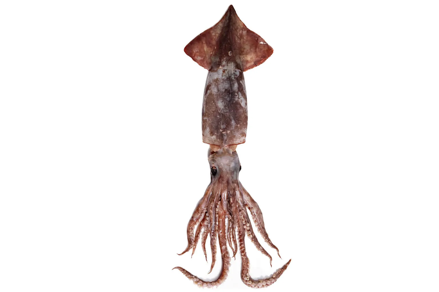 Pota (Calamar Gigante)