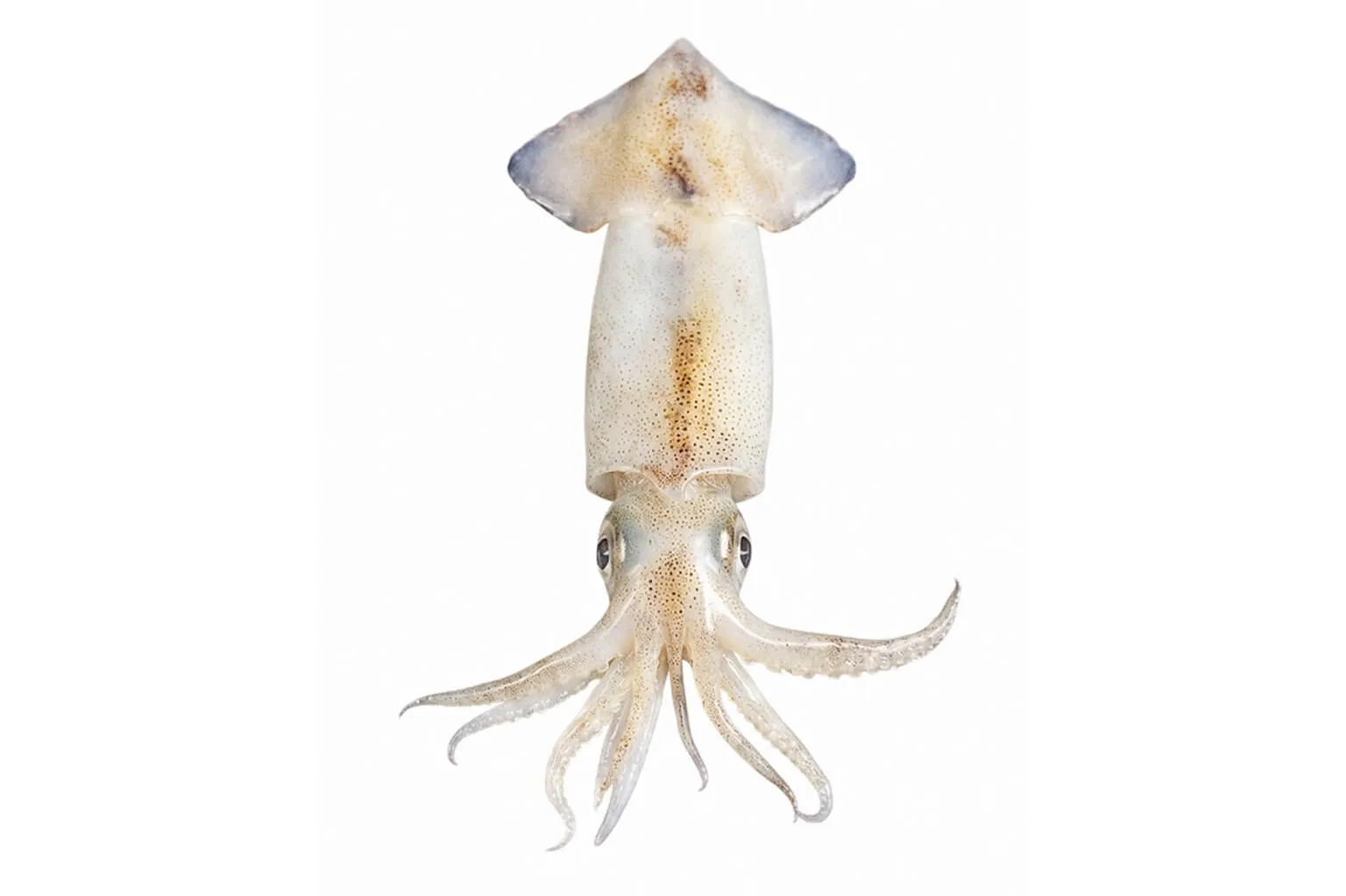 Calamares