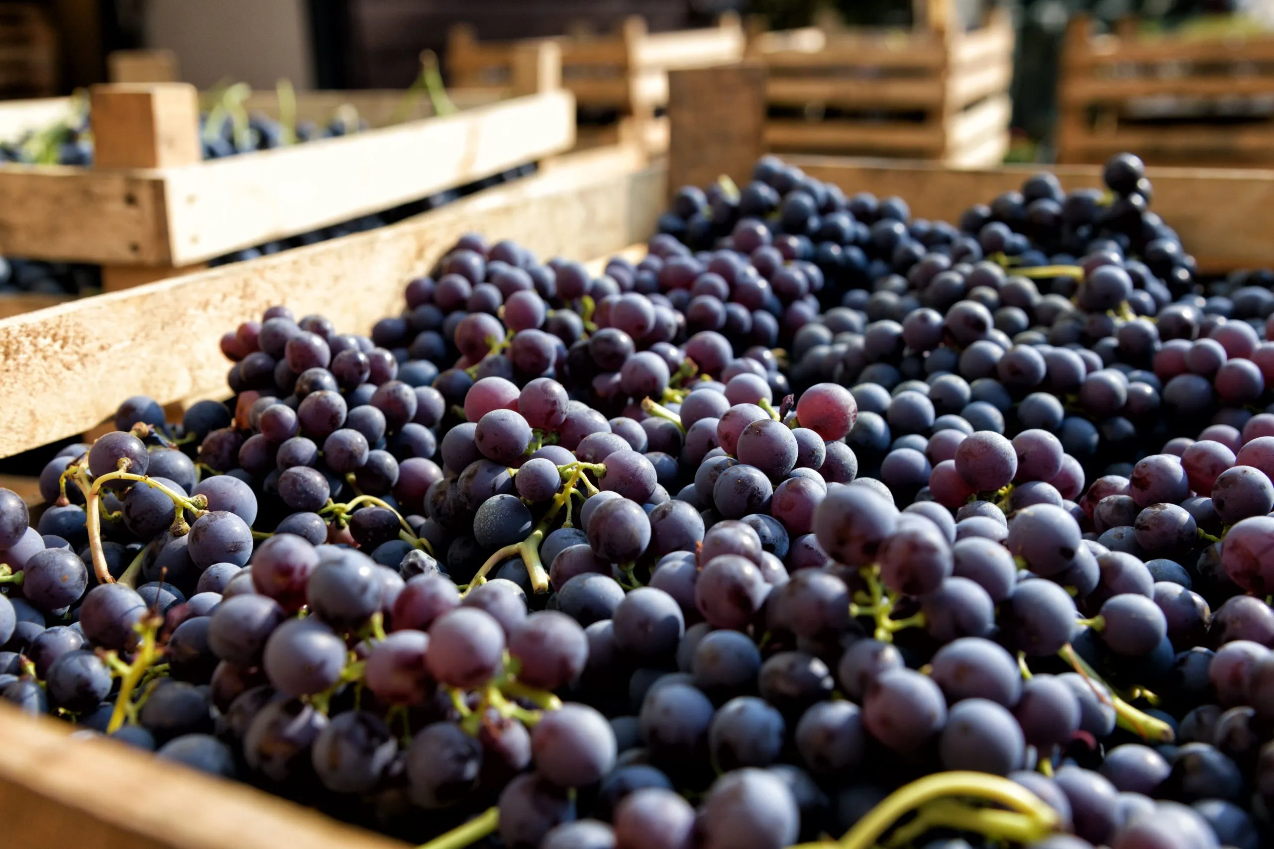 Uvas